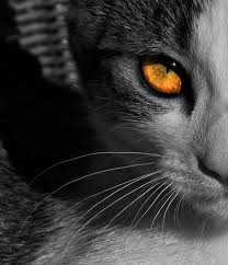 magic sorcery spells, sorcery spells, magic spells, free spells, spells casting